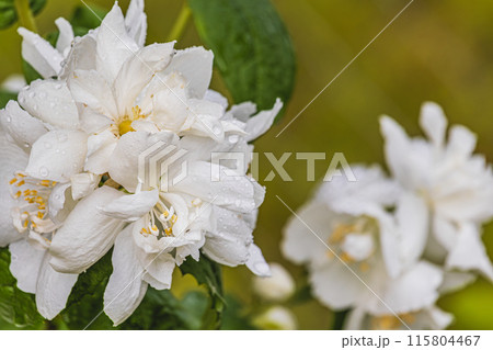 Incredible beautiful jasmine flowers in the garden, brunch with white flowers 115804467