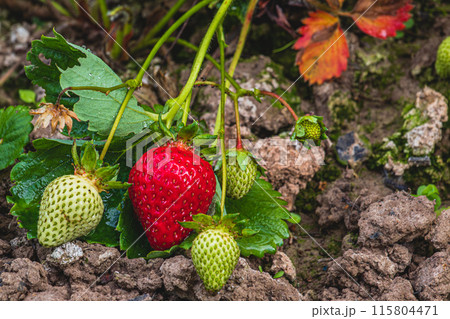 red and green strawberries are ripening in the garden 115804471