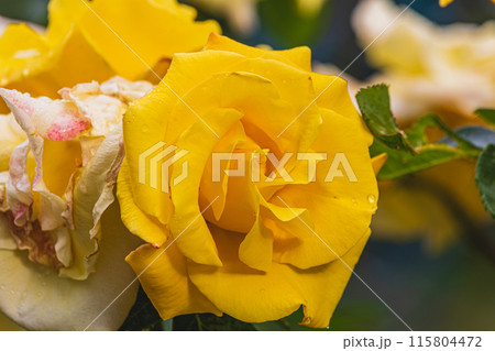 Bush with beautiful yellow roses outdoors closeup banner Copyspace image 115804472