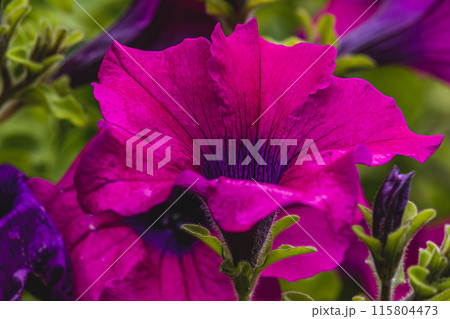colorful petunia flowers in a garden on a green background 115804473