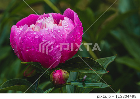 Pink peonies blooming on the background of pink peonies small bud 115804499