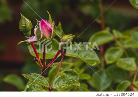 Pink rose bud with dew drops early morning in the garden Pink rose bud with dew drops early morning in the garden 115804524