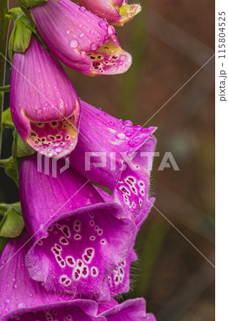 Vibrant cluster of pink foxglove flowers, macro close up 115804525