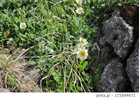 チョウノスケソウの花 チョウノスケソウの花 115804671