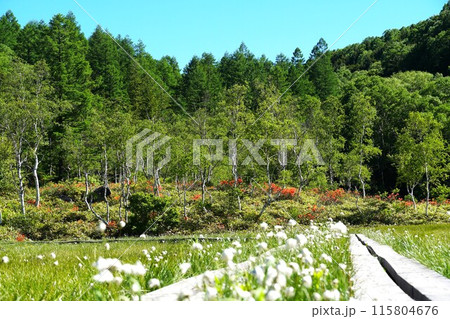 初夏の志賀高原　レンゲツツジと白いワタスゲが揺れる新緑の田ノ原湿原の風景 115804676