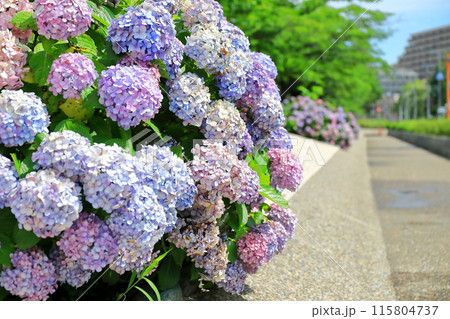 紫陽花 紫陽花 115804737