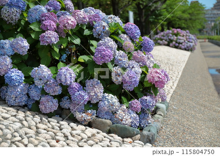 紫陽花 115804750