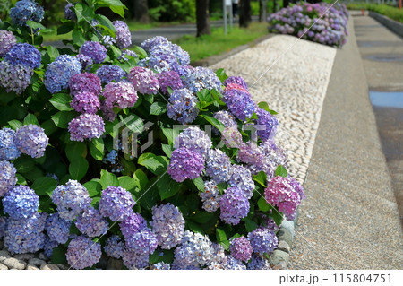 紫陽花 紫陽花 115804751