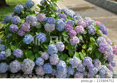 紫陽花 紫陽花 115804752