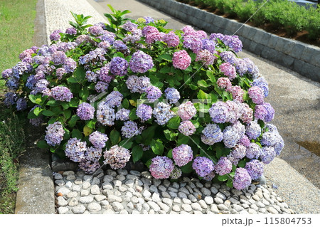 紫陽花 紫陽花 115804753