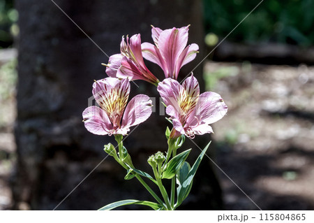 ユリズイセンと呼ばれることもあるアルストロエメリア 115804865