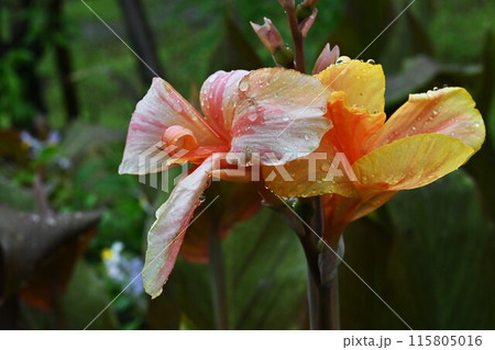 梅雨の季節。雨の背景素材。 梅雨の季節。雨の背景素材。 115805016