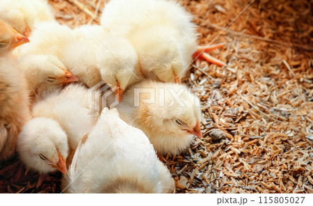 Baby chicken in poultry farm 115805027