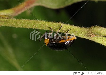 生き物　昆虫　イチモンジハムシ、横から見ると。腹部は黄褐色で各腹節に黒い紋、特徴のひとつです 115805089