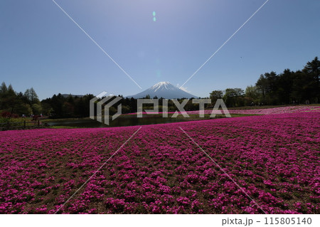 《山梨県》富士山麗に満開した芝桜 115805140