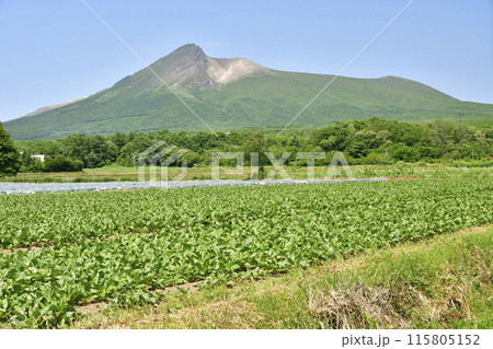 初夏の北海道森町でビート畑と駒ヶ岳の風景を撮影 115805152