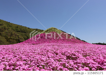 《山梨県》富士山麗に満開した芝桜 《山梨県》富士山麗に満開した芝桜 115805171