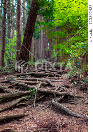 花の名山と自然豊かな、金剛山の登山風景(奈良県御所市高天)※作品コメント欄に撮影位置 花の名山と自然豊かな、金剛山の登山風景(奈良県御所市高天)※作品コメント欄に撮影位置 115805427