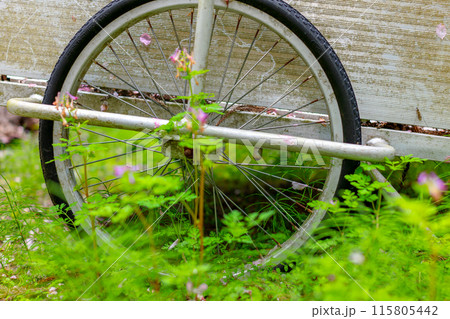 草花に埋もれる、リヤカー 115805442