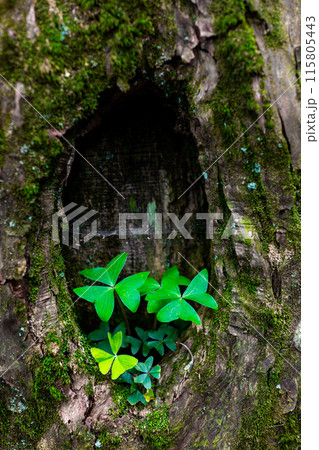 木の穴に生えた植物 115805443