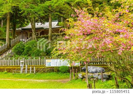 花の名山と自然豊かな金剛山に咲く花（奈良県御所市高天）※作品コメント欄に撮影位置 115805451