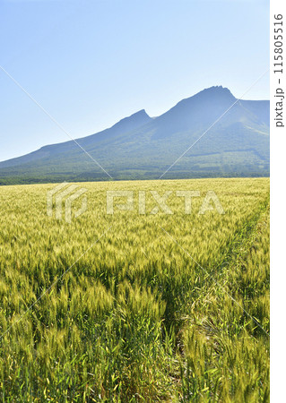 初夏の北海道森町で麦畑と駒ヶ岳の風景を撮影 115805516