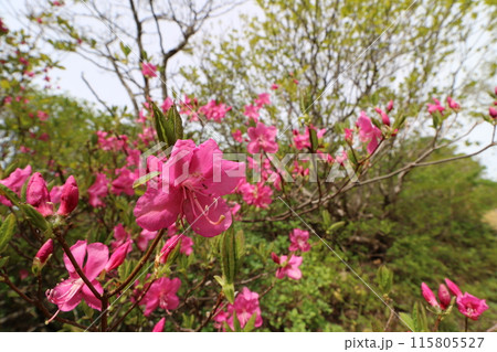 2024年5月の福島県の山開きの日 2024年5月の福島県の山開きの日 115805527