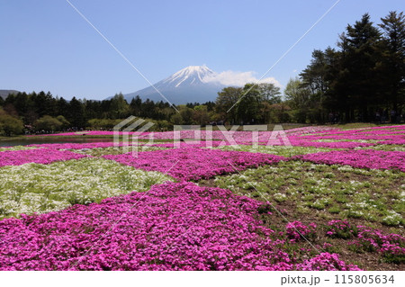 《山梨県》富士山麗に満開した芝桜 《山梨県》富士山麗に満開した芝桜 115805634