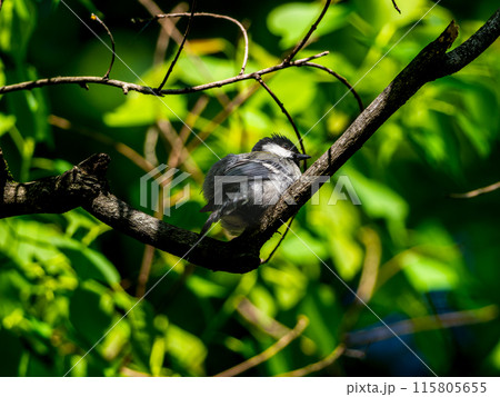 木の枝にとまるシジュウカラ 115805655