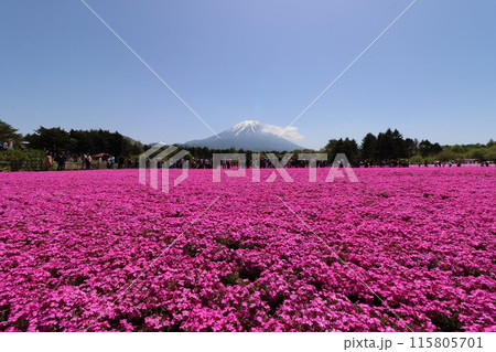 《山梨県》富士山麗に満開した芝桜 115805701