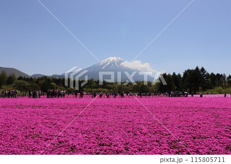 《山梨県》富士山麗に満開した芝桜 《山梨県》富士山麗に満開した芝桜 115805711