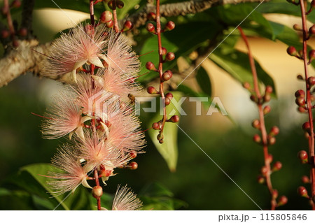 朝、開花しているサガリバナ 115805846