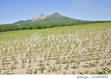 初夏の北海道森町で大豆畑と駒ヶ岳の風景を撮影 115805859