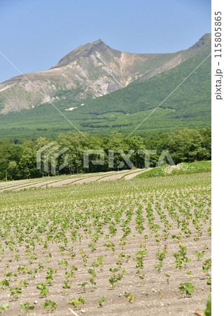 初夏の北海道森町で大豆畑と駒ヶ岳の風景を撮影 初夏の北海道森町で大豆畑と駒ヶ岳の風景を撮影 115805865