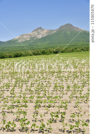 初夏の北海道森町で大豆畑と駒ヶ岳の風景を撮影 初夏の北海道森町で大豆畑と駒ヶ岳の風景を撮影 115805870