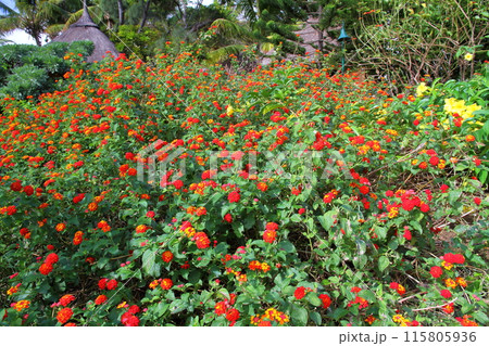 インド洋の貴婦人モーリシャス　世界文化遺産ルモーン山の麓のリゾート地ブラバン半島に咲く花ランタナ 115805936