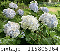 薄水色のアジサイの花 115805964