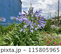 紫のアガパンサスの花 115805965