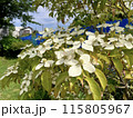 白いハナミズキの花 115805967