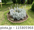 シロタエギクの花 115805968