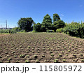 田舎の畑 115805972