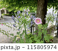紫のアガパンサスの花 115805974