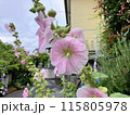 露に濡れるタチアオイの花 115805978