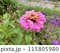 ピンクのヒャクニチソウの花 115805980
