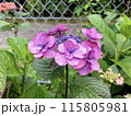 紫のアジサイの花 115805981
