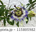 トケイソウの花 115805982
