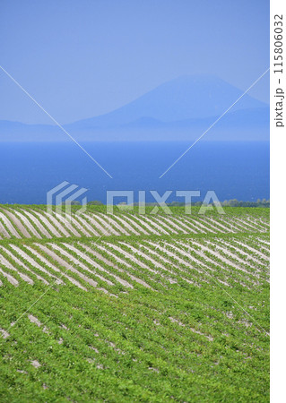初夏の北海道森町で大豆畑と噴火湾越しの羊蹄山の風景を撮影 初夏の北海道森町で大豆畑と噴火湾越しの羊蹄山の風景を撮影 115806032