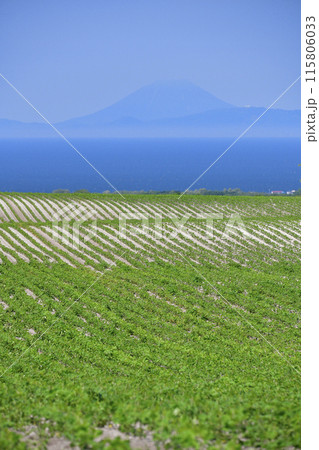初夏の北海道森町で大豆畑と噴火湾越しの羊蹄山の風景を撮影 115806033