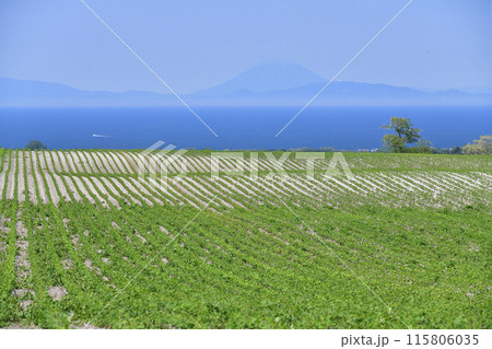 初夏の北海道森町で大豆畑と噴火湾越しの羊蹄山の風景を撮影 115806035
