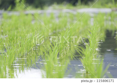水が張られた緑の田んぼ、夏 115806171